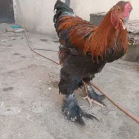 خروس عروس کبوتر