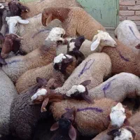 گوسفند و شیشک فروشی