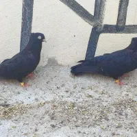 زاغ ابادنی|پرنده|خنج, |دیوار