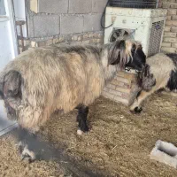 نرمیش|حیوانات مزرعه|شوشتر, |دیوار