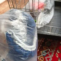 قفس پرنده|لوازم جانبی حیوانات|محمدیه-قزوین, |دیوار