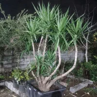 گل یوکا|گل و گیاه طبیعی|چابکسر, |دیوار