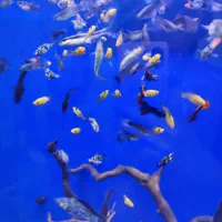 500ماهی گوپی مولی و...