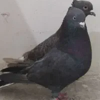 کبوتر تو دم سفید