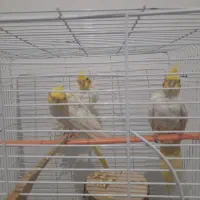 عروس هلندی|پرنده|رشت, ولکس|دیوار