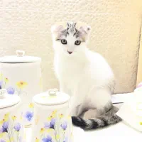 گربه اسکاتیش دی اس اچ