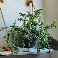 گل خرفه‌ای