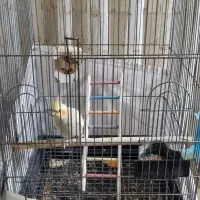 قفس پرنده با پایه