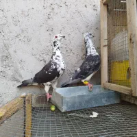 سینه سفید