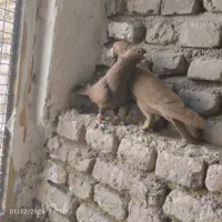 کبوتر فروشی|پرنده|هلالی, |دیوار