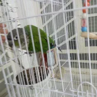 گرینچک رقاص