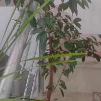 گل طبیعی بونسای نخل