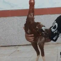مرغ و خروس لاری و زینتی|حیوانات مزرعه|تربت‌حیدریه, باغ سلطانی|دیوار