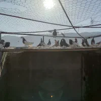 رنگی شهری پلاکی|پرنده|شیراز, جمال آباد|دیوار