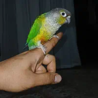 گرینچیک ماده معاوضه بانر