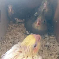 عروس هلندی مولد|پرنده|تبریز, |دیوار