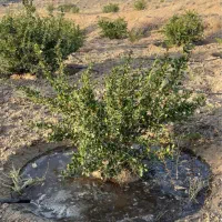 فروش چاه آب شیرین با پروانه۶۰هزاری مرغداری(سربیشه)