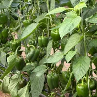 نیازمند نیروی کار گلخونه