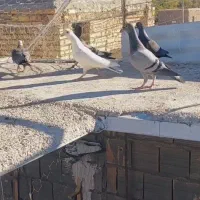 ۵ عدد جوانه المانی پرشی