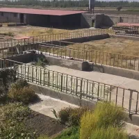 گاوداری ، اطراف ملکان .