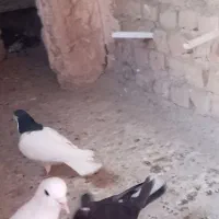 خال سیاه نر