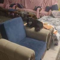 هتل پانسیون پت مراقبت سگ و حیوانات خانگی کوکو|خدمات پیشه و مهارت|اصفهان, عباس‌آباد|دیوار