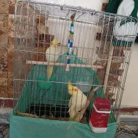 پرنده|پرنده|تهران, مظاهری|دیوار