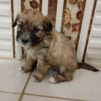 توله سگ|سگ|بروجرد, |دیوار