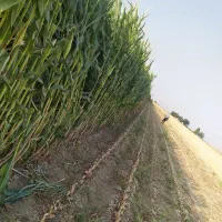فروش-زمین-کشاورزی