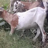 کهر ماده