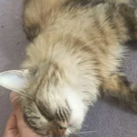 گربه پرشین بریتیش|گربه|اصفهان, شهرک امام خمینی|دیوار