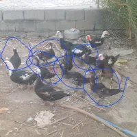 جوجه نر اردک روسی