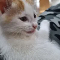 گربه|گربه|اردبیل, |دیوار