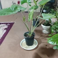 گل بابا آدم|گل و گیاه طبیعی|کنگاور, |دیوار