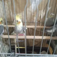 عروس هلندی سخنگو