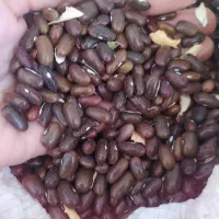 بذرلوبیاسبزمطمئن‌مطمئن
