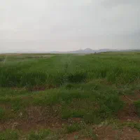 سلام گندم بذری