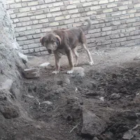 واگزاری توله پژدر