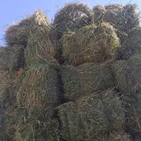 فروش یونجه تازه امسال
