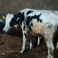دو عدد گوساله نر هلندی