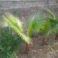 پالم، یوکا، یاس هلندی