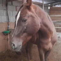 مادیون عرب درشور|اسب و تجهیزات اسب‌سواری|شیراز, قلات|دیوار