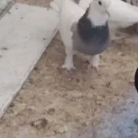 شهری بهبهونی|پرنده|شیراز, کوزه گری|دیوار