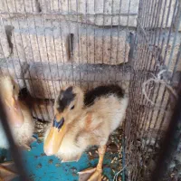 جوجه اردک