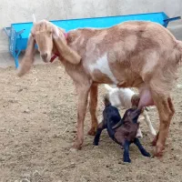 یک عدد بز پاکستانی  2کیلو  شیر با جفت بزغاله