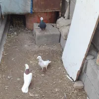 کبوتر طوقی وشهرستانی|پرنده|قلعه نو, |دیوار