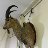 مجسمه بز کوهی