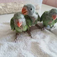 جوجه طوطی ملنگو پرورش خودم