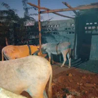 الاغ|حیوانات مزرعه|خمیر, |دیوار