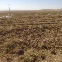 سیب زمینی درجه یک است و قیمتش مقطوع است